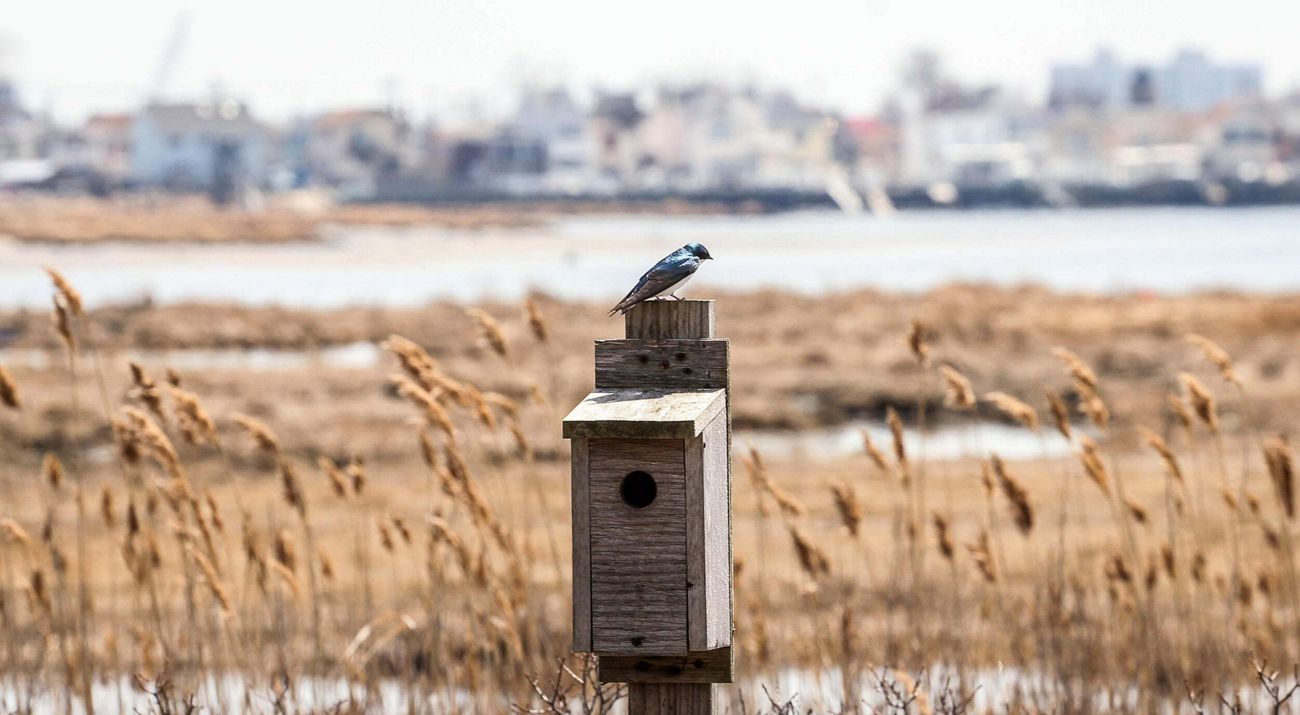 Bird sitting on top of a birdhouse with wetlands, a large body of water, and a cityscape in the background.