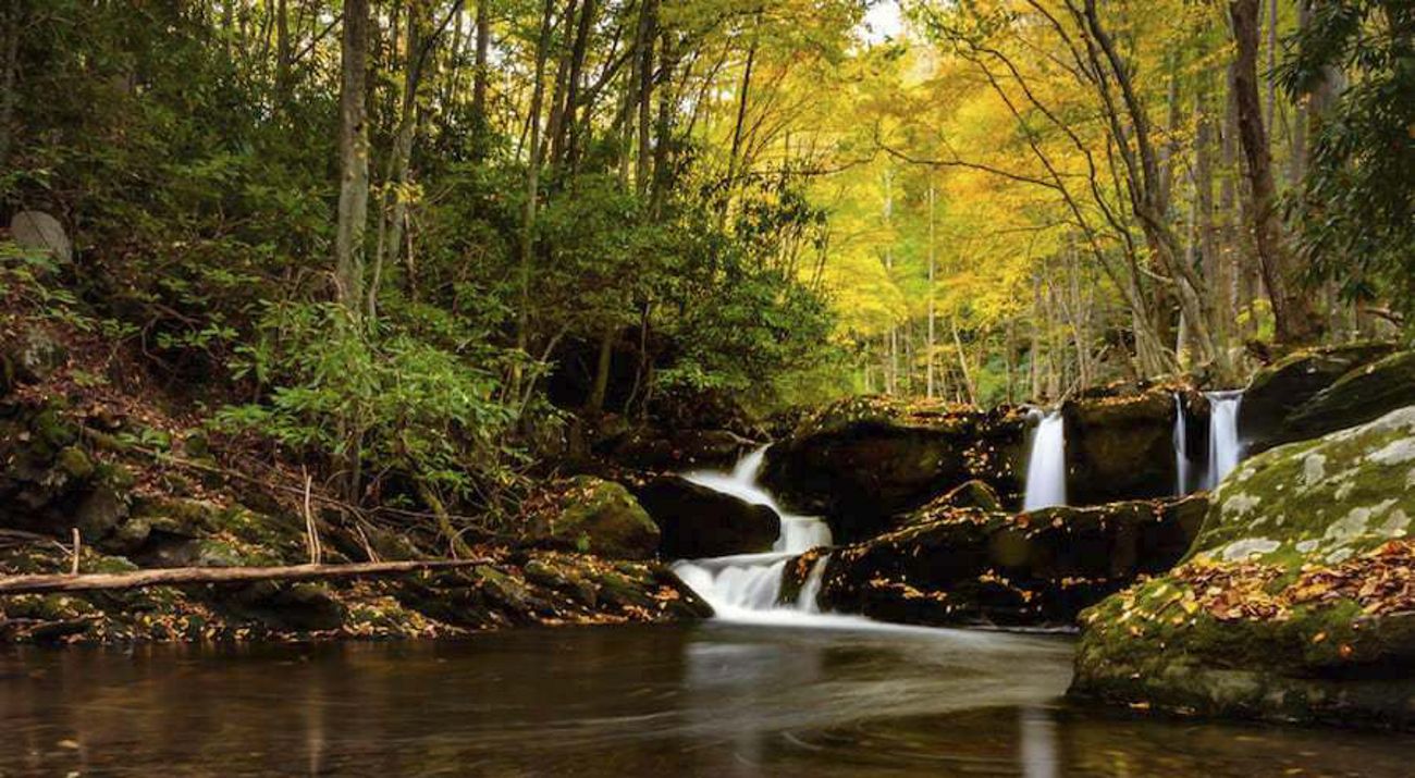 A small waterfall flows into a creek surrounded by yellow leaves.