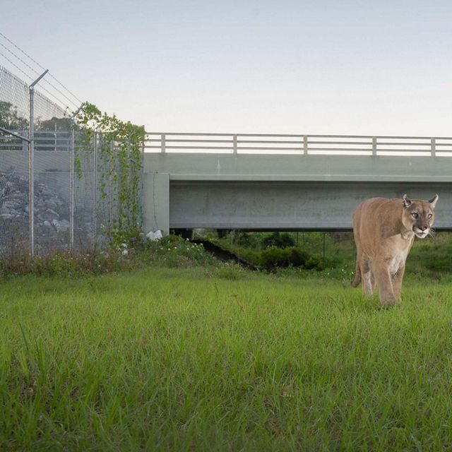 Florida panther walks in a grassy area after emerging from beneath a highway overpass.