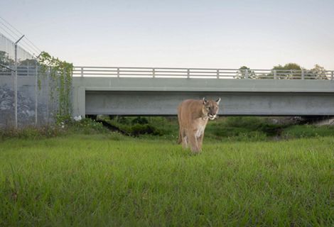 Florida panther walks in a grassy area after emerging from beneath a highway overpass.