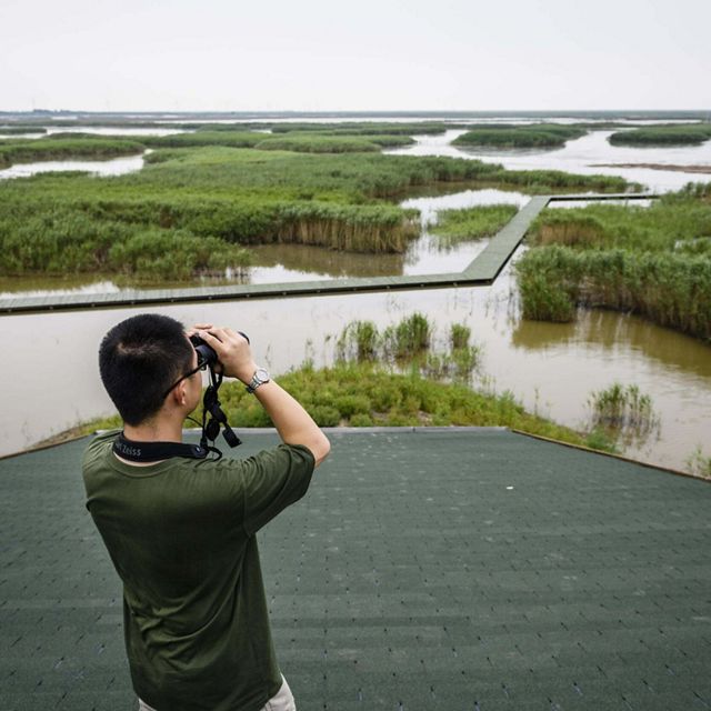 A man looks through binoculars from an elevated point at an expanse of wetlands below.
