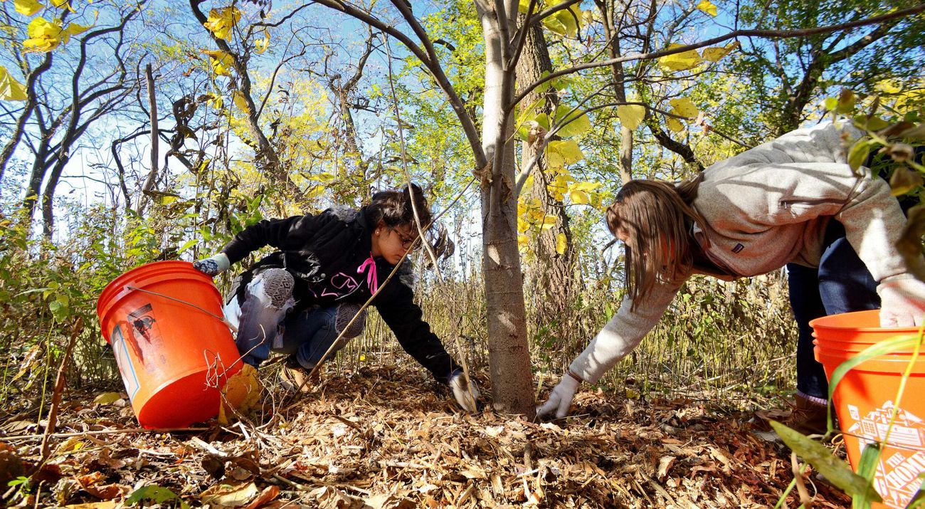 Two volunteers bending over at the base of a tree to spread mulch with bright orange buckets.