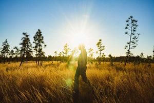 A person walking through a meadow interspersed with pine trees backlit by the sun.