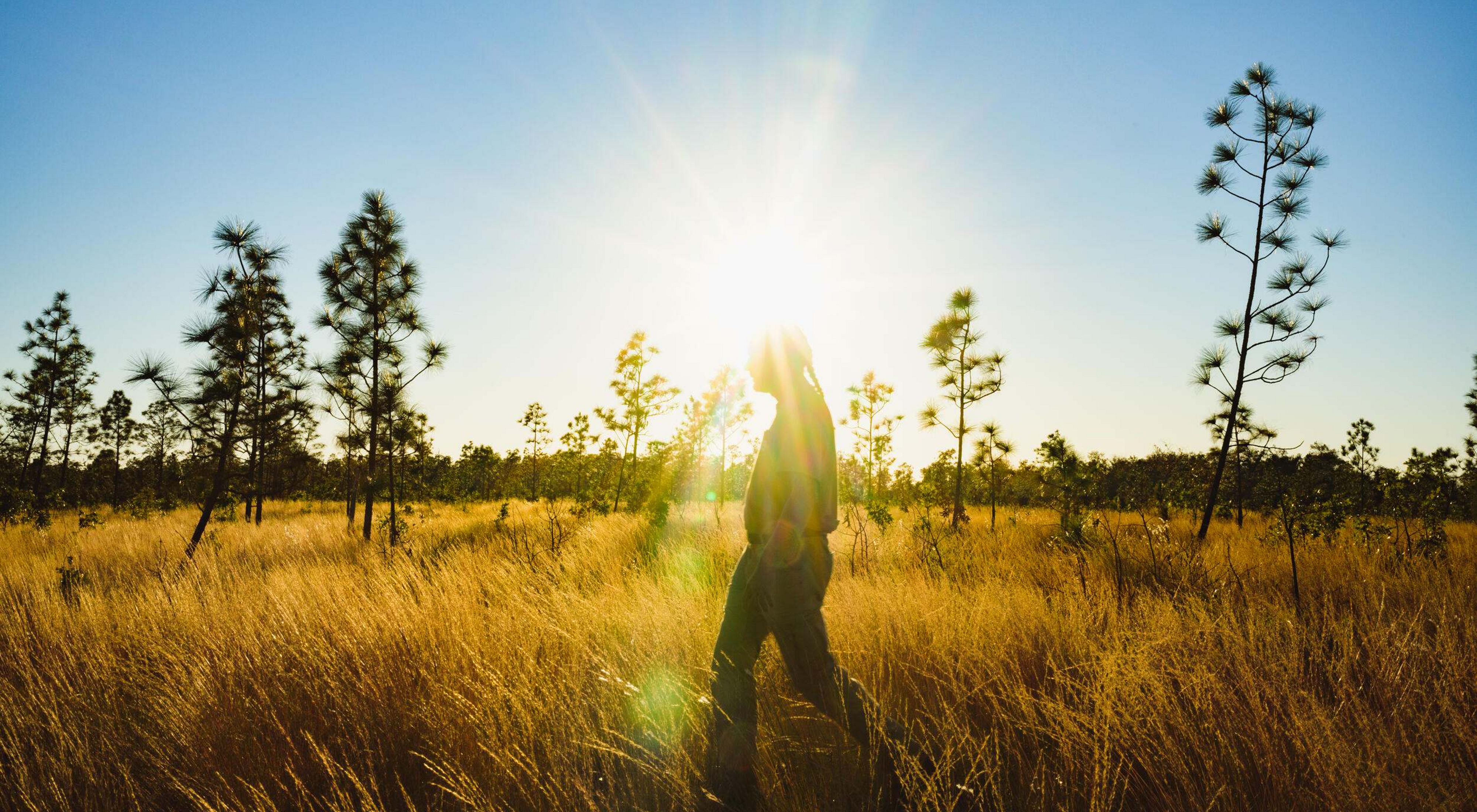 A person walking through a meadow interspersed with pine trees backlit by the sun.