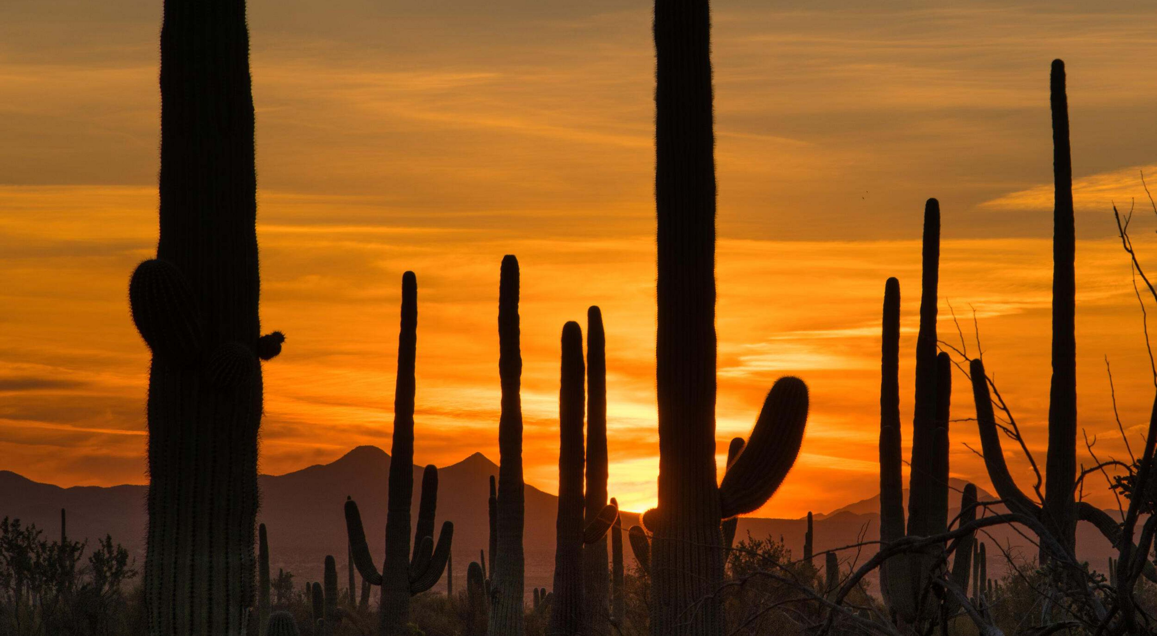 Saguaro cacti obstruct the view of a glowing orange sunset.