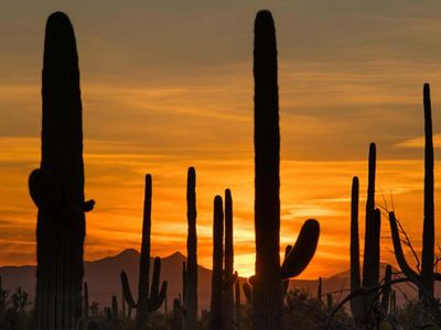 Silhouettes of numerous cacti at sunset with the outline of a mountain ridge in the distance under orange illuminated sky.