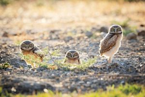 Three burrowing owls stand on the ground, facing the camera.