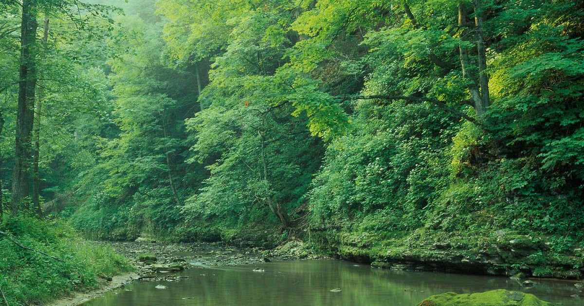 Green's Bluff