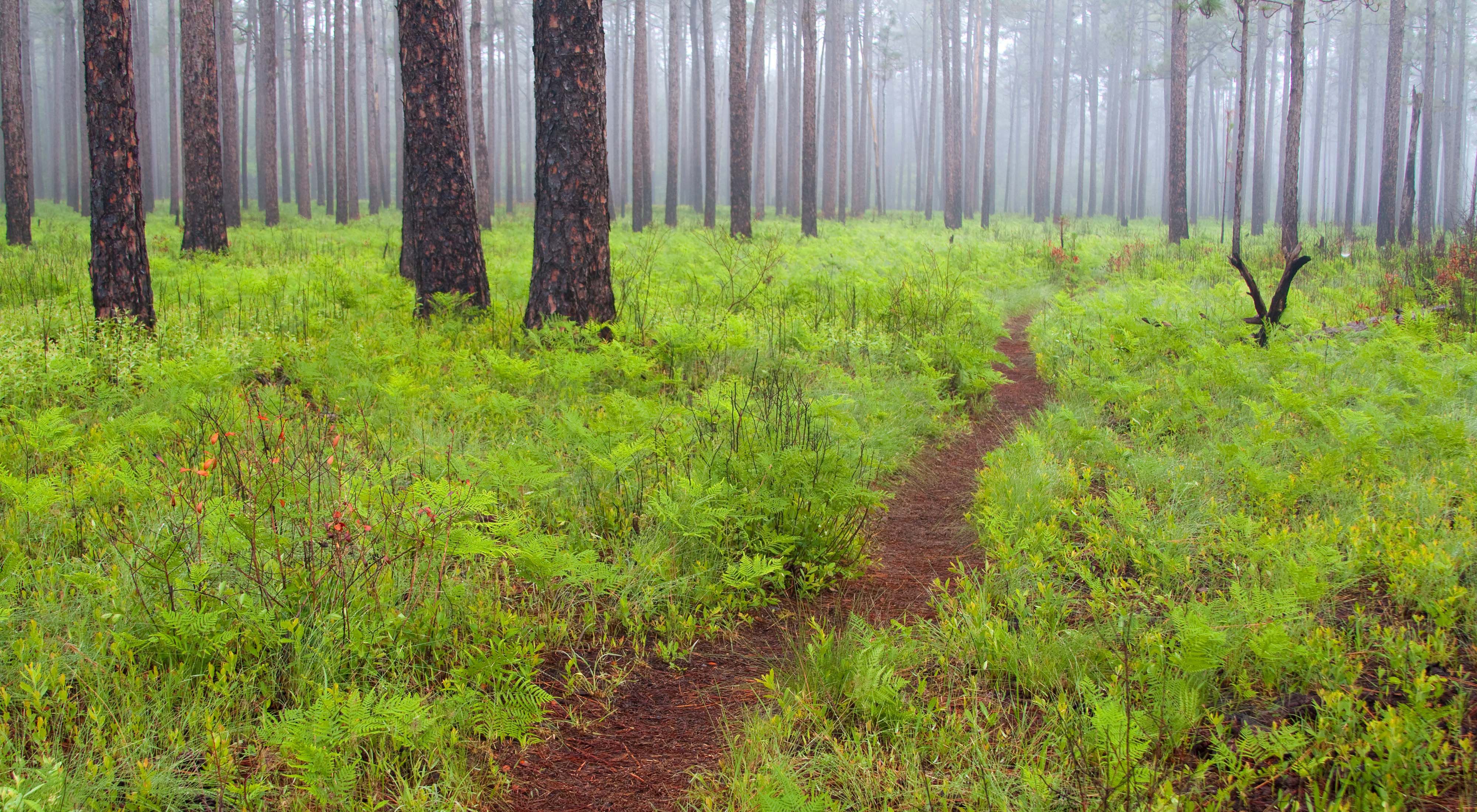 A trail through ferns and other undergrowth in a foggy pine forest.