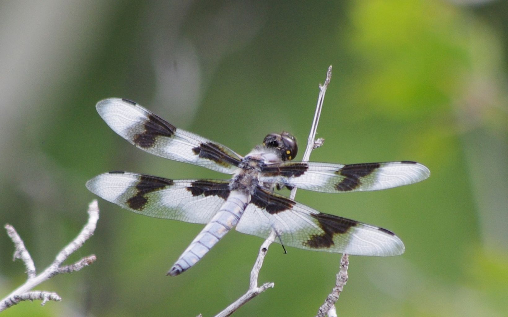 Eight-spotted Skimmer Dragonfly on branch in Ruby Valley 