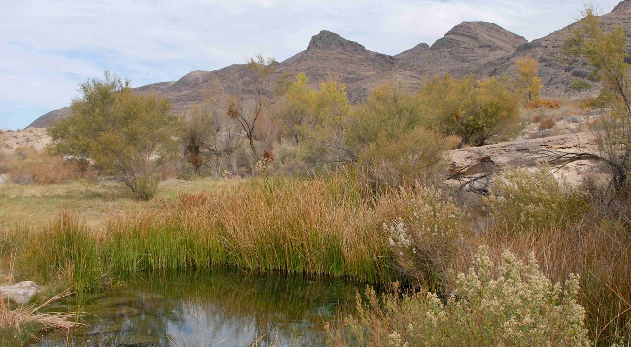 Landscape of a pond with tall grasses and a mountain in the background on an overcast day.