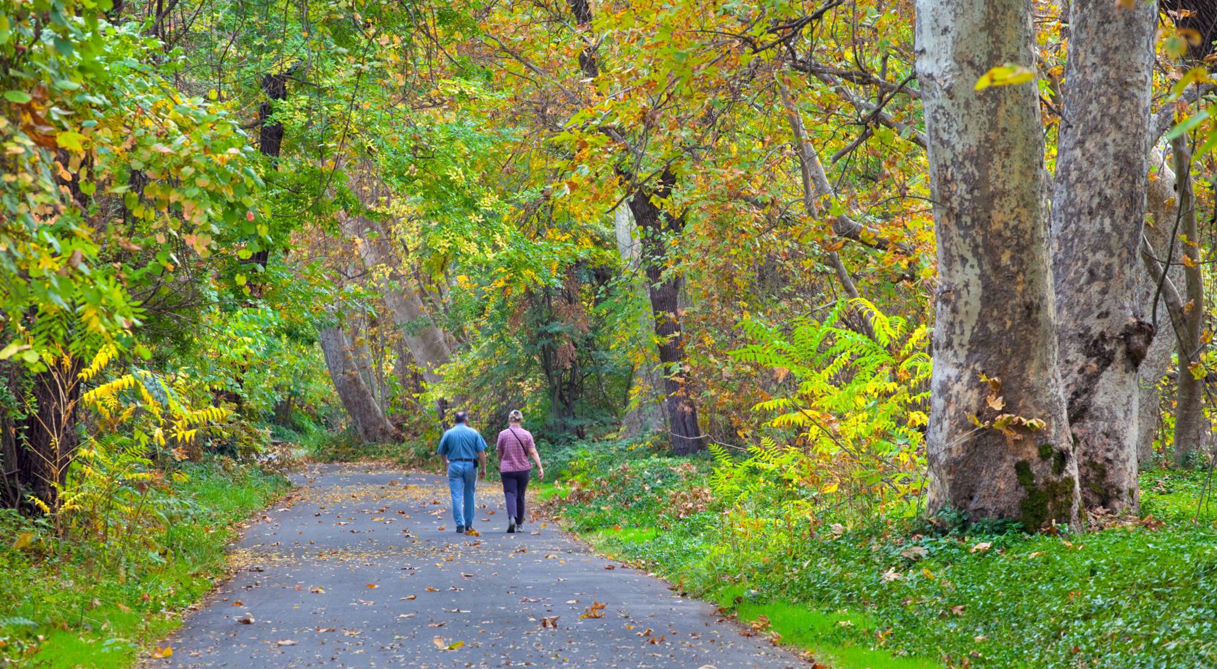 Two people walking down a wide path through a forest.