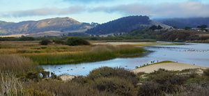 Wetlands with birds and grassy areas with hills in the background.