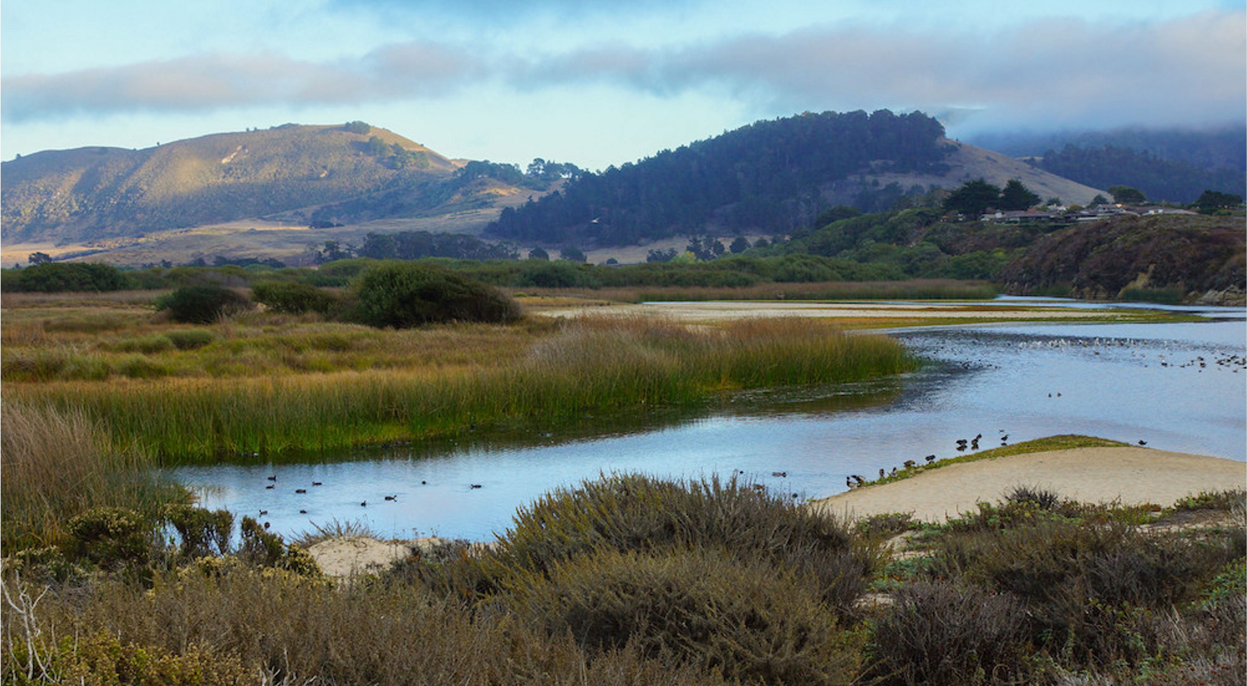 Wetlands with birds and grassy areas with hills in the background.