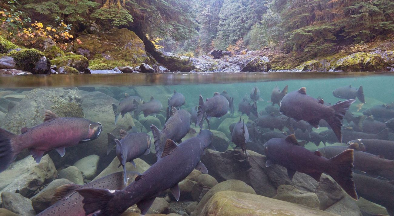 underwater coho salmon