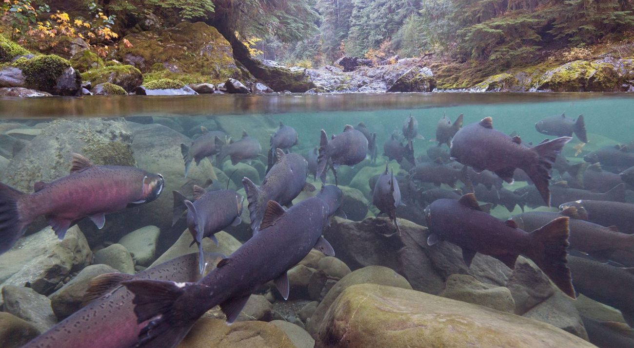 A large school of coho salmon gather near the surface of a pool of water; the camera captures both the underwater scene and the above-water scene showing rocks and trees.