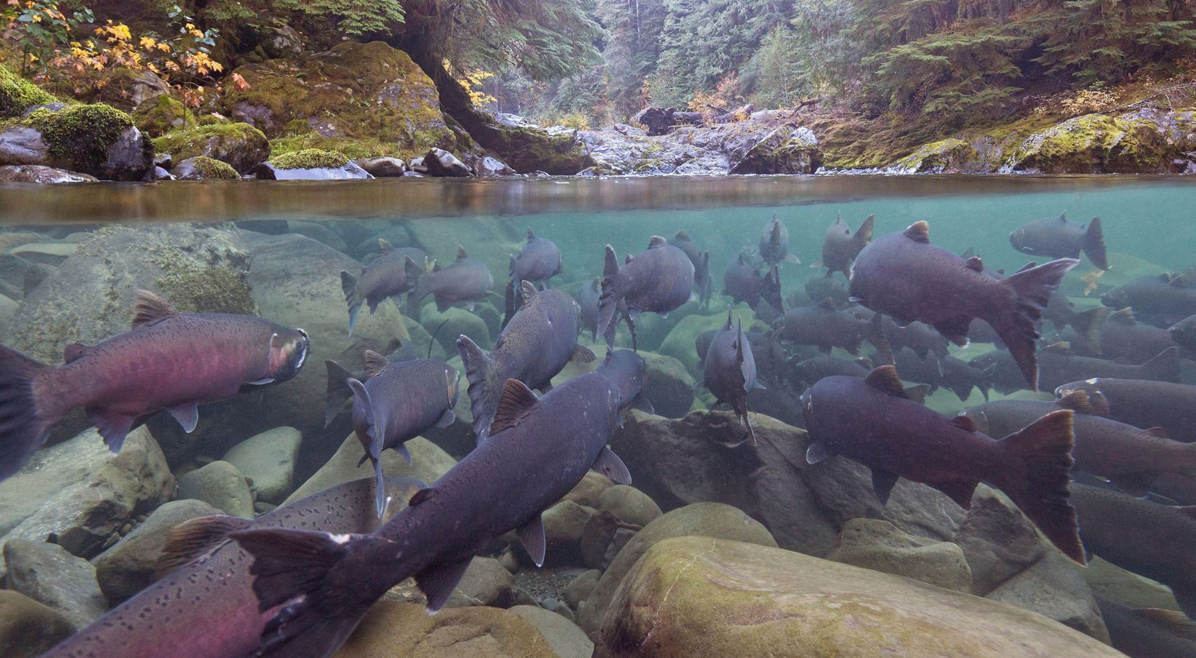 A large school of coho salmon gather near the surface of a pool of water; the camera captures both the underwater scene and the above-water scene showing rocks and trees.