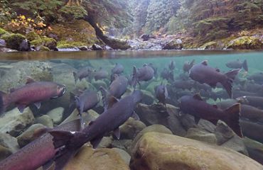 Salmon under water