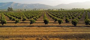 Citrus Grove in Ventura County, CA