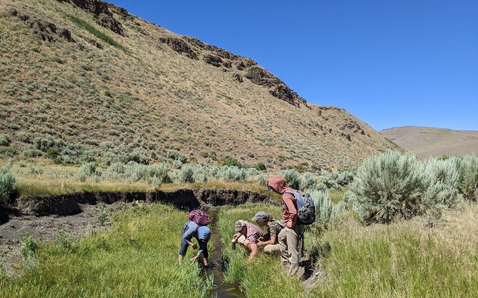 Scientists studying a spring-fed stream in a grassy meadow with an arid mountainside in the background.