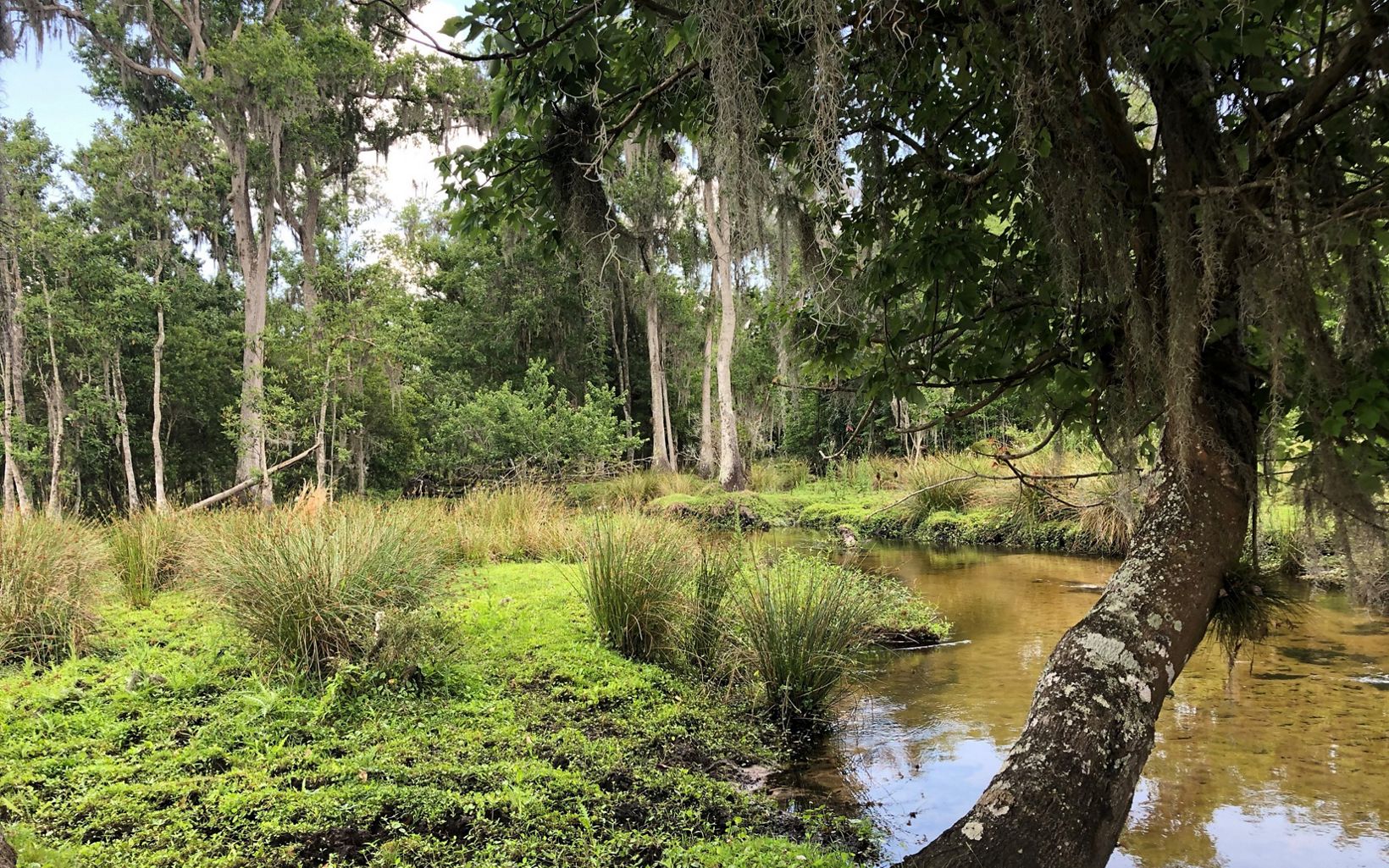 Ravensworth, FL Freshwater forested wetland corridor of Palmetto Creek. © Wendy Matthews