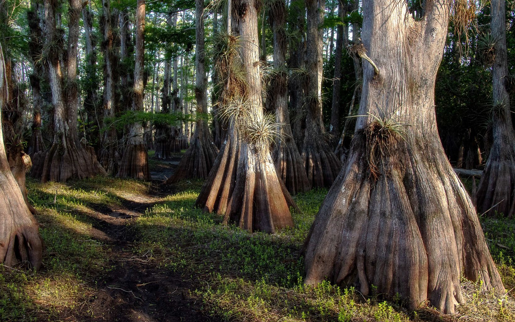 Everglades, FL Big Cypress National Park in the Everglades, Florida © Luis Garcia