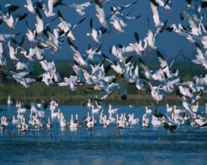Several white birds decend upon blue waters.