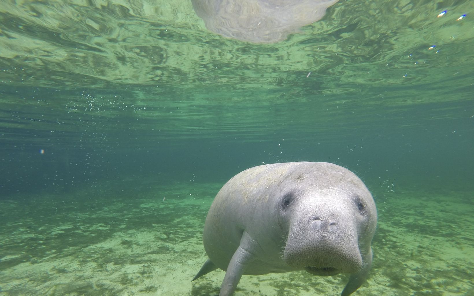 Curious Manatee In 2017 the U.S. Fish & Wildlife Service downlisted manatees from endangered to threatened. But they're not out of danger yet. © Amy Vu