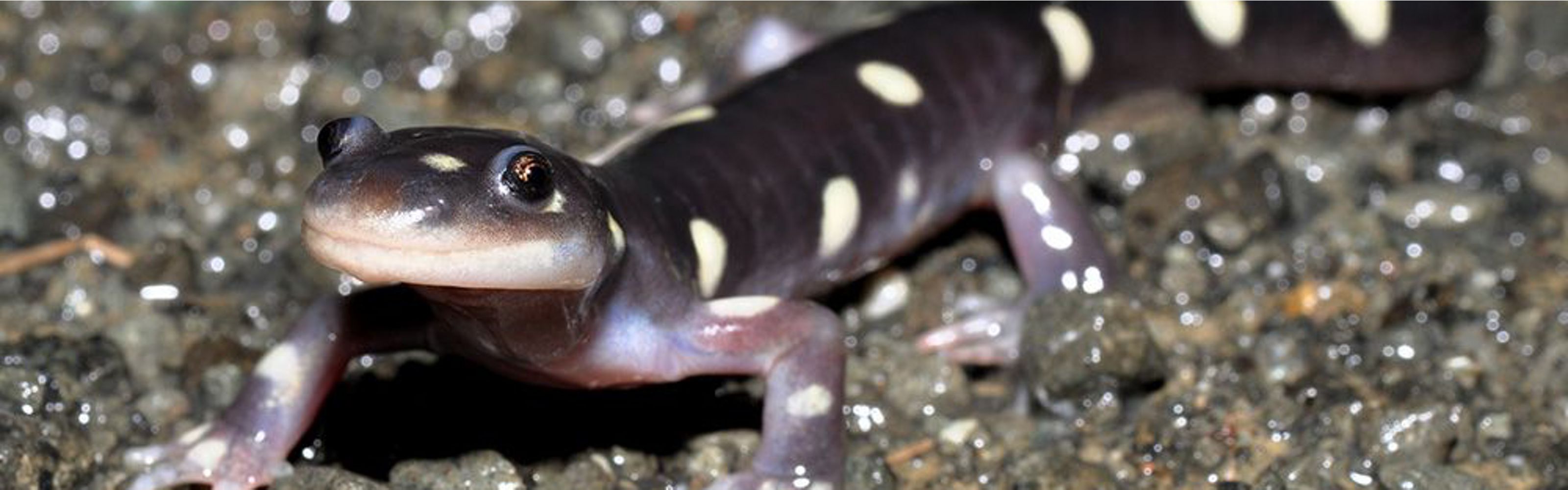 Close-up of a salamander.