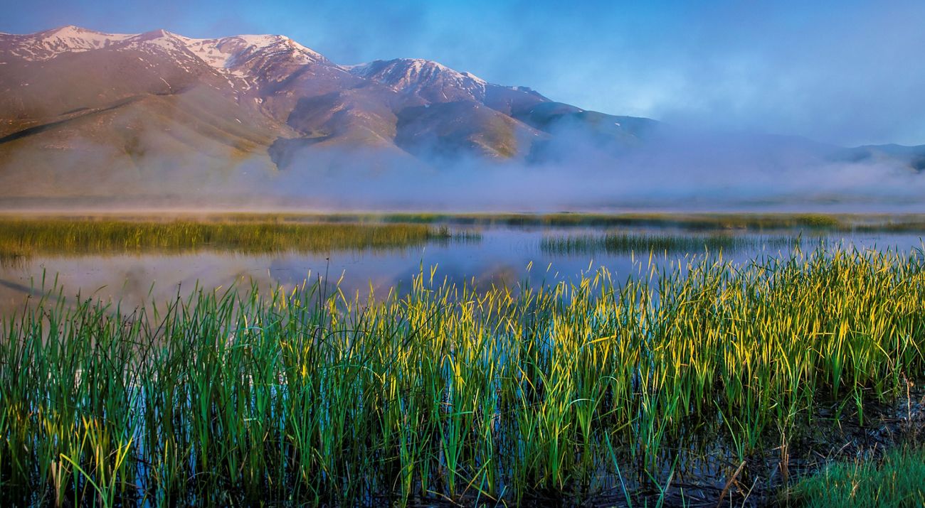 Flowers in a marsh.