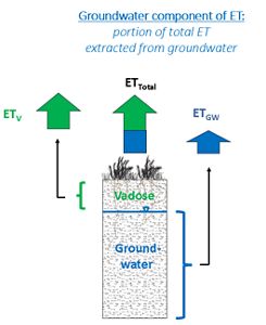 Groundwater component of evapotranspiration