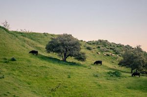 Pastoral Scene in Chino Hills with Grazing Cattle