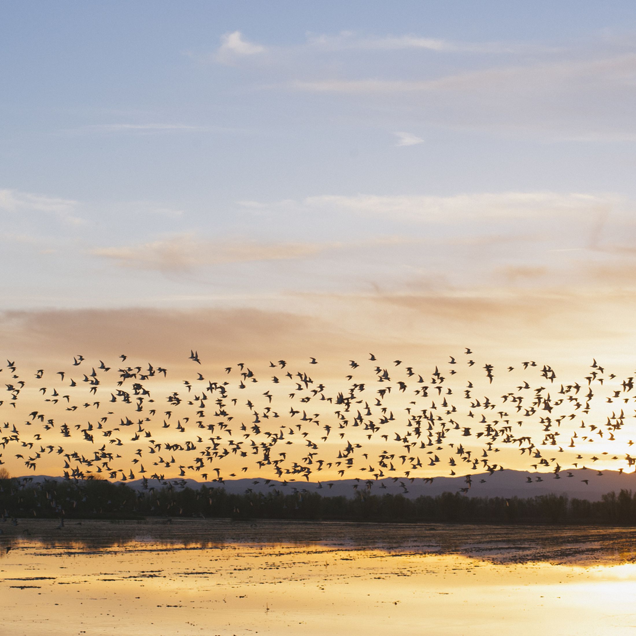 Large flock of birds flying over wetlands with a mountain ridge and sunset in the background.