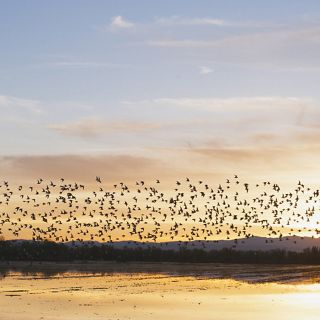 Dunlin