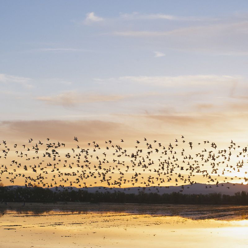 Large flock of birds flying over wetlands with a mountain ridge and sunset in the background.