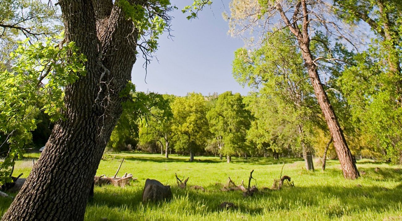 A green meadow framed by a grove of trees.