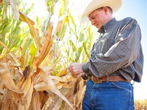 A farmer in a hat stands in a field looking to crops on the left. 