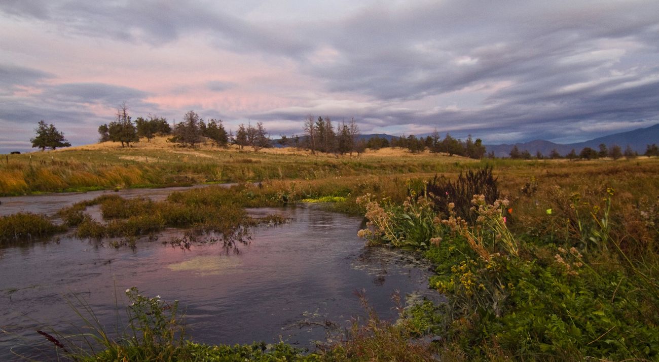 Wetlands from a creek with a field and ridge of trees in the background.