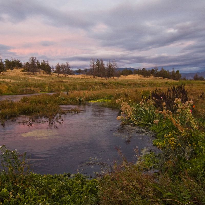 Wetlands from a creek with a field and ridge of trees in the background.
