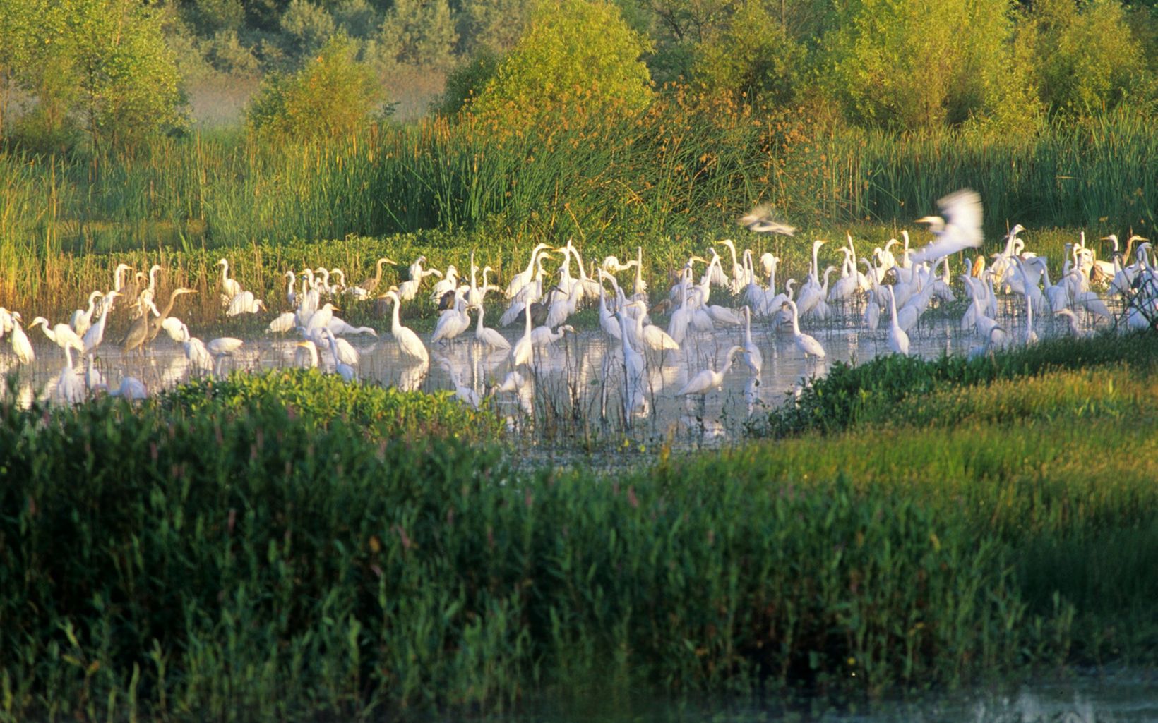 Egrets and pelicans forage in shallow waters of wetlands with tall grasses in the foreground.