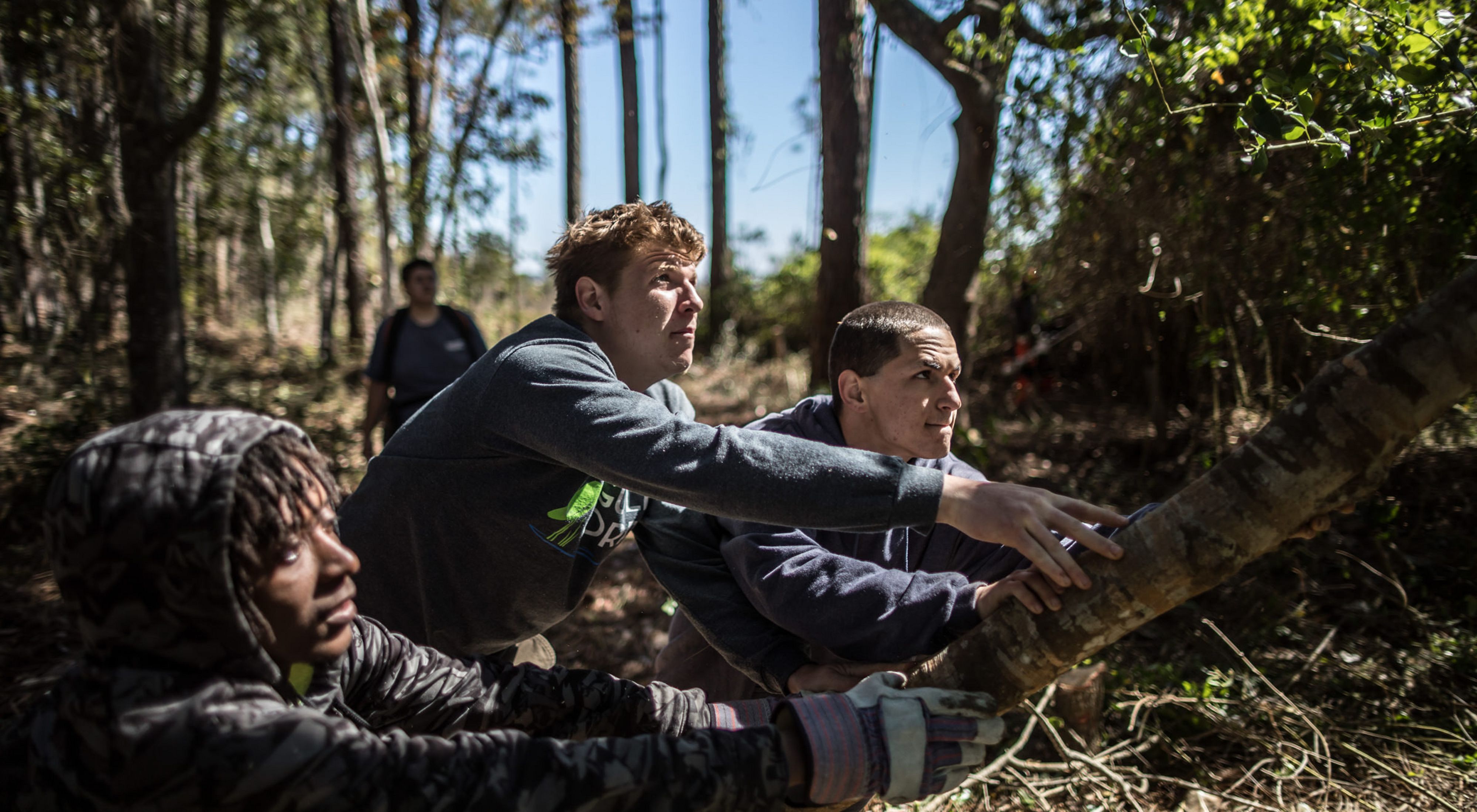 Three young men push down a cut tree to help restore habitat.