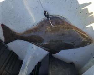 Close up of a large gray Atlantic halibut on the deck of a boat with a tracking tag in its fin.