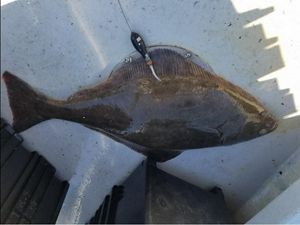 Close up of a large gray Atlantic halibut on the deck of a boat with a tracking tag in its fin.