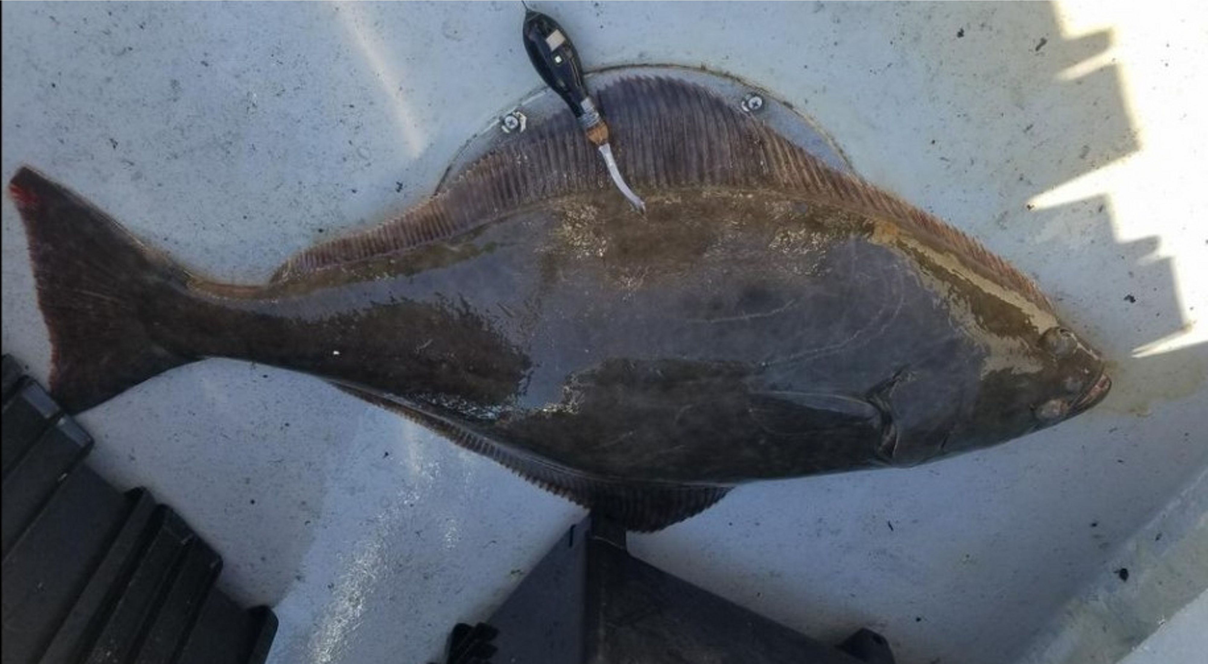 Close up of a large gray halibut on the deck of a boat, with a tracking tag in its dorsal fin.