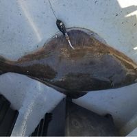 A 42-inch halibut with a satellite tag about to be released from a Cape Cod fishing boat.