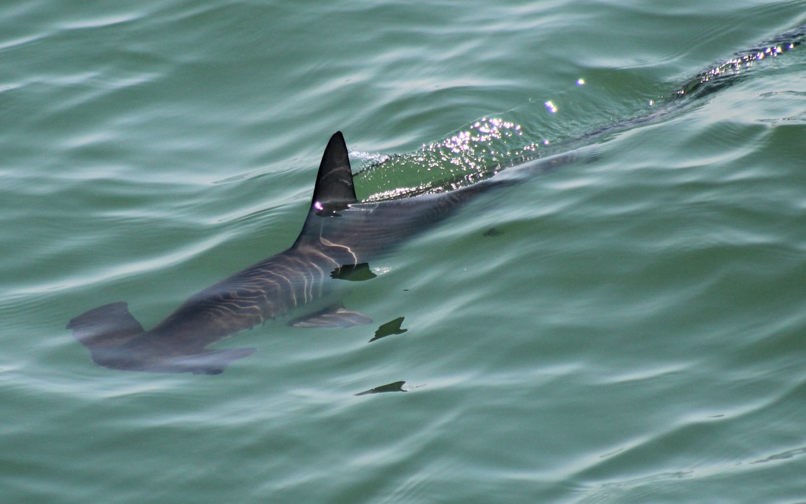 Lone hammerhead shark swimming in the ocean. 