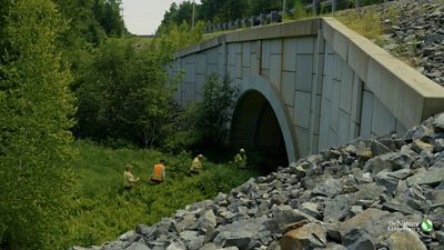 Three people in safety vests stand in dense wetland vegetation holding sampling equipment and gear.