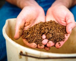 Two hands hold a mound of brown soil.