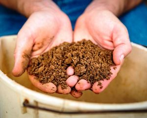 Two hands hold brown soil.