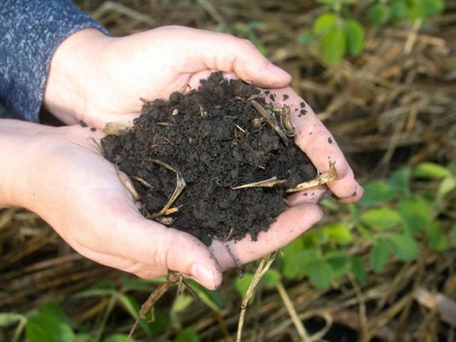 Hands holding soil.